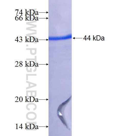 LAD1 fusion protein Ag9159 SDS-PAGE