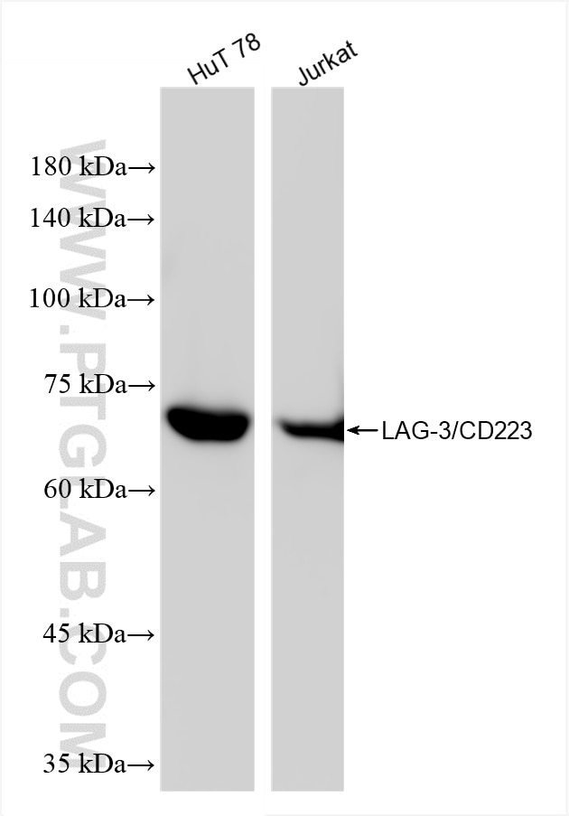LAG-3/CD223