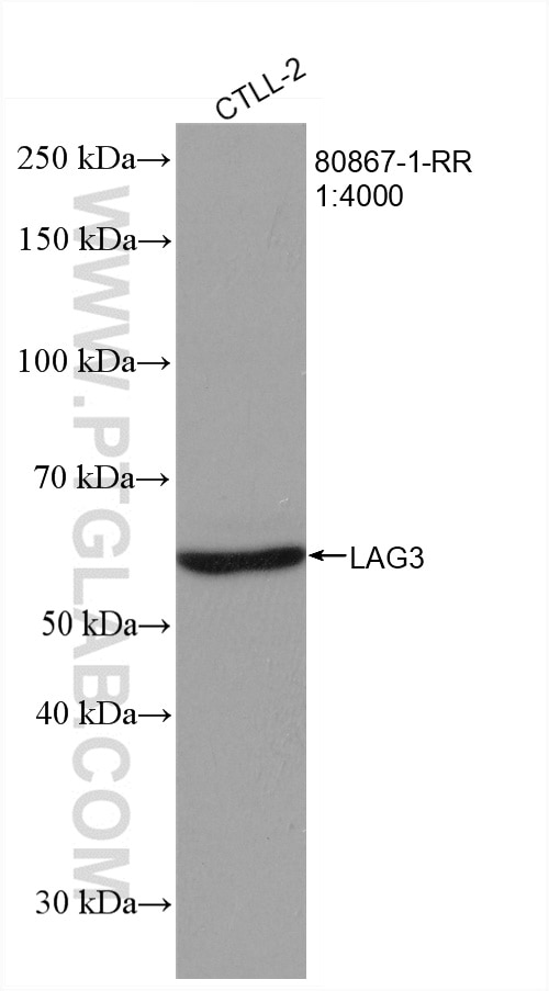 Western Blot (WB) analysis of CTLL-2 cells using LAG-3 Recombinant antibody (80867-1-RR)