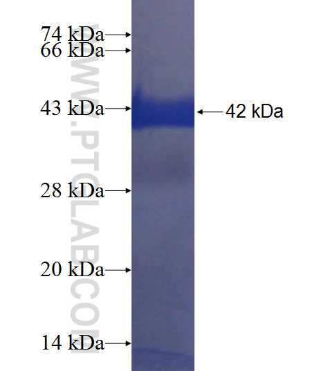LAG3 fusion protein Ag9661 SDS-PAGE