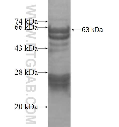 LAG3 fusion protein Ag9909 SDS-PAGE