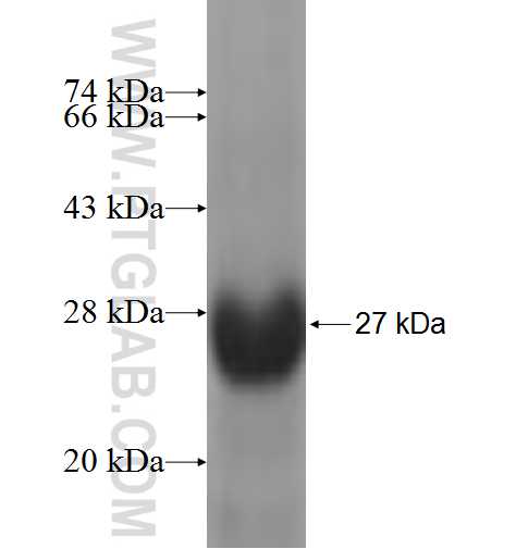 LAGE-1 fusion protein Ag6456 SDS-PAGE