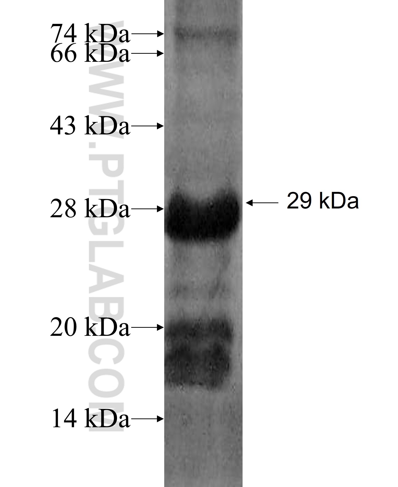 LAGE-1 fusion protein Ag6456 SDS-PAGE