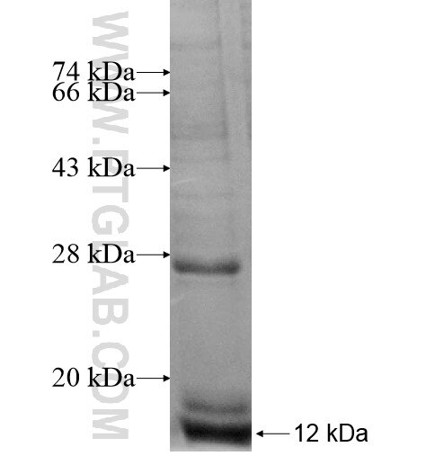 LAGE3 fusion protein Ag13441 SDS-PAGE