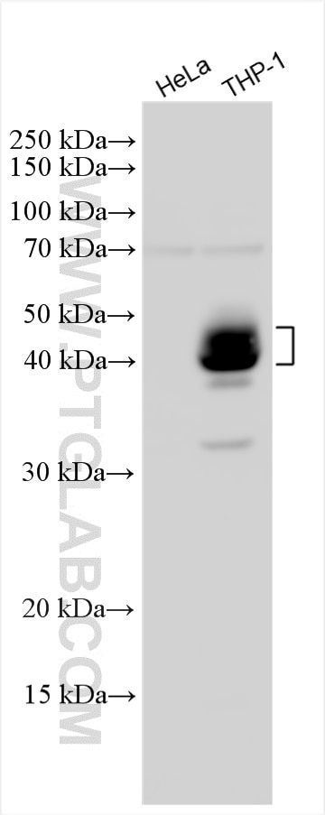 Western Blot (WB) analysis of various lysates using LAIR1 Polyclonal antibody (13297-1-AP)