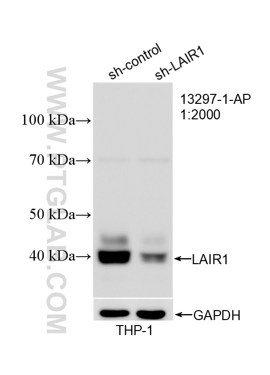 Western Blot (WB) analysis of THP-1 cells using LAIR1 Polyclonal antibody (13297-1-AP)