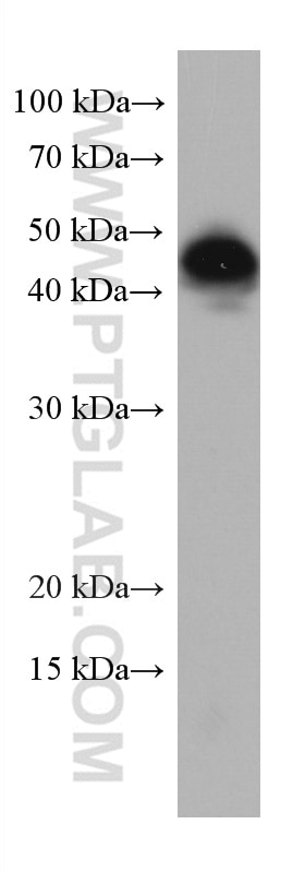 Western Blot (WB) analysis of THP-1 cells using LAIR1 Monoclonal antibody (67220-1-Ig)
