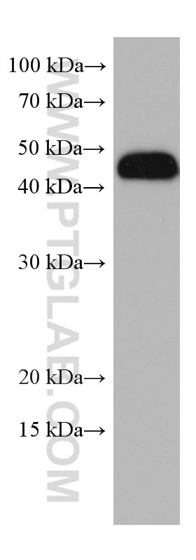 Western Blot (WB) analysis of HL-60 cells using LAIR1 Monoclonal antibody (67220-1-Ig)