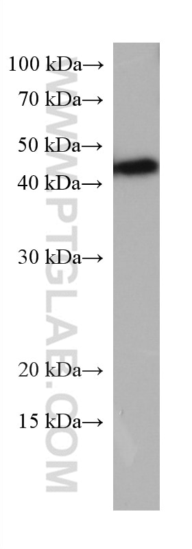 Western Blot (WB) analysis of TF-1 cells using LAIR1 Monoclonal antibody (67220-1-Ig)