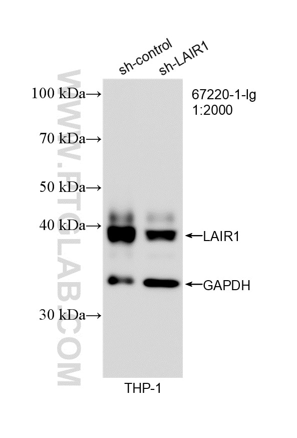 Western Blot (WB) analysis of THP-1 cells using LAIR1 Monoclonal antibody (67220-1-Ig)