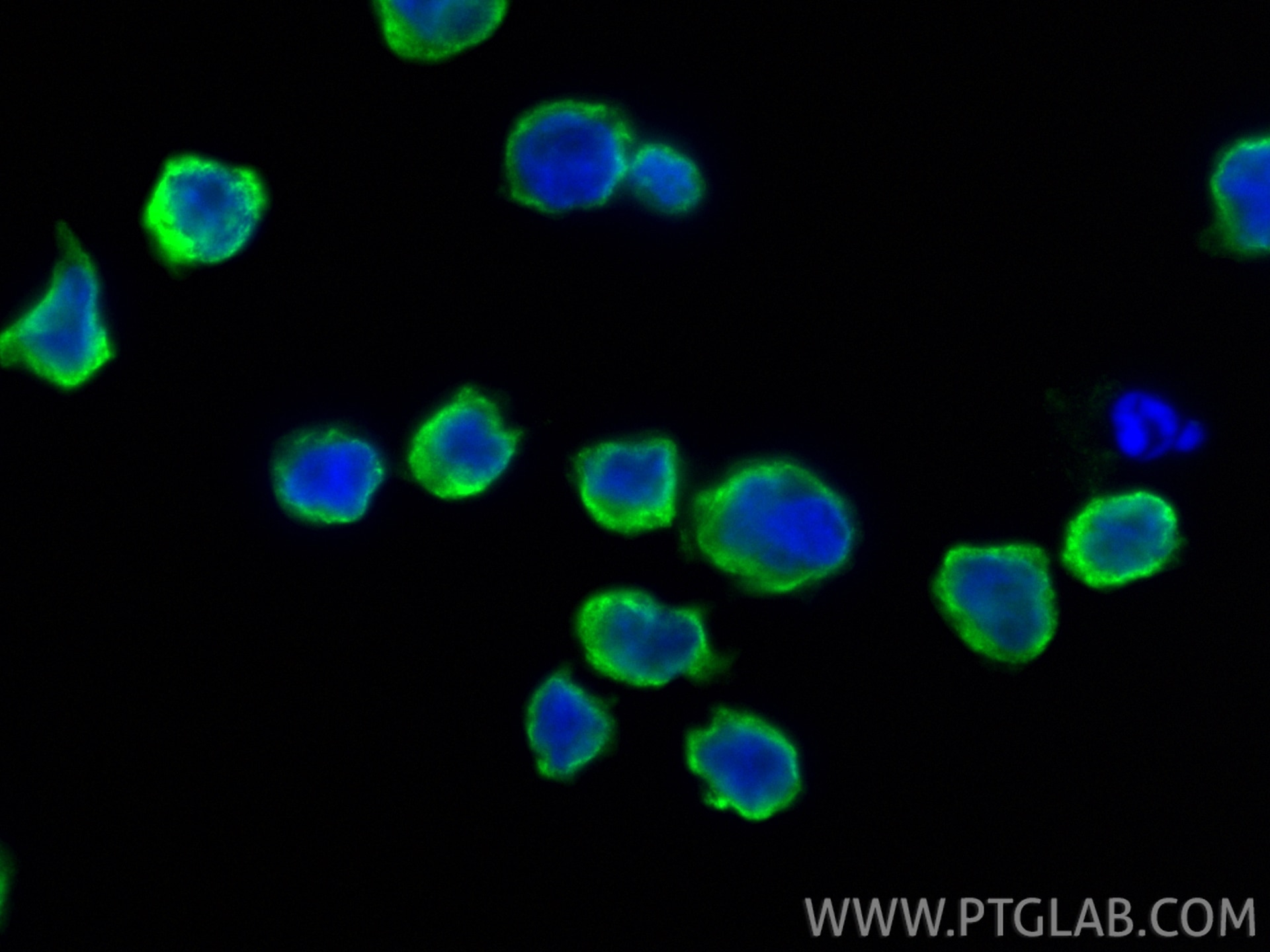 Immunofluorescence (IF) / fluorescent staining of THP-1 cells using LAIR1 Recombinant antibody (84677-4-RR)