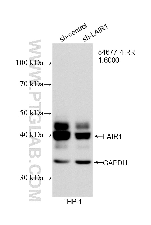 Western Blot (WB) analysis of THP-1 cells using LAIR1 Recombinant monoclonal antibody (84677-4-RR)