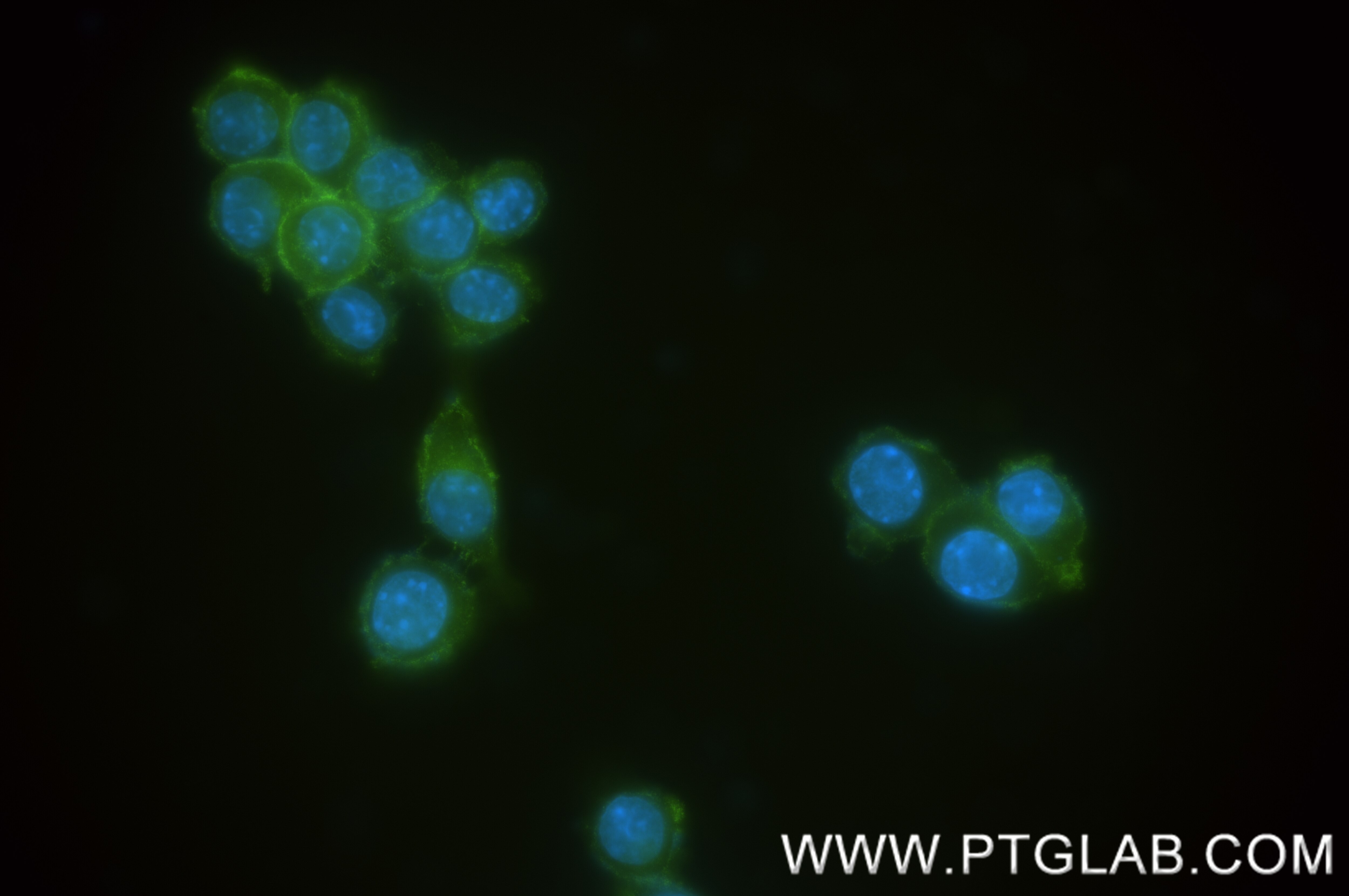 Immunofluorescence (IF) / fluorescent staining of RAW 264.7 cells using LAIR1 Recombinant antibody (85010-1-RR)