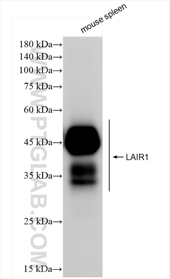 Western Blot (WB) analysis of mouse spleen tissue using LAIR1 Recombinant antibody (85010-1-RR)
