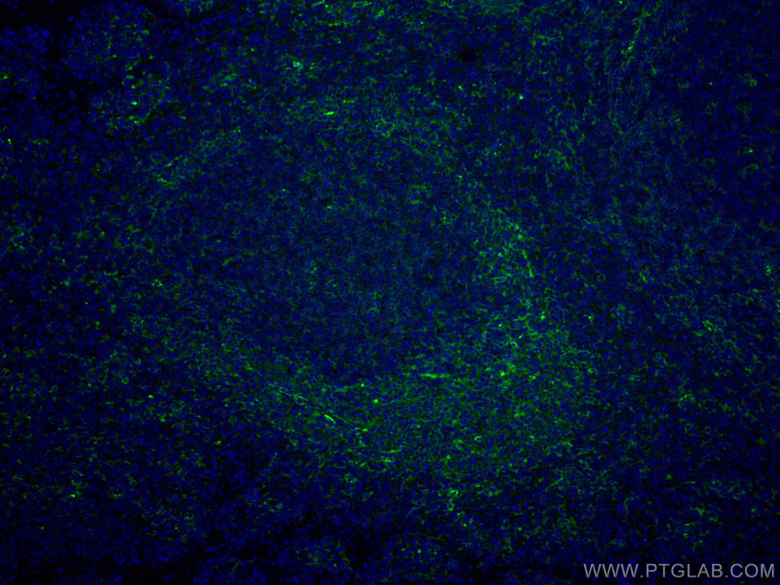 Immunofluorescence (IF) / fluorescent staining of human tonsillitis tissue using CoraLite® Plus 488-conjugated LAIR1 Monoclonal ant (CL488-67220)