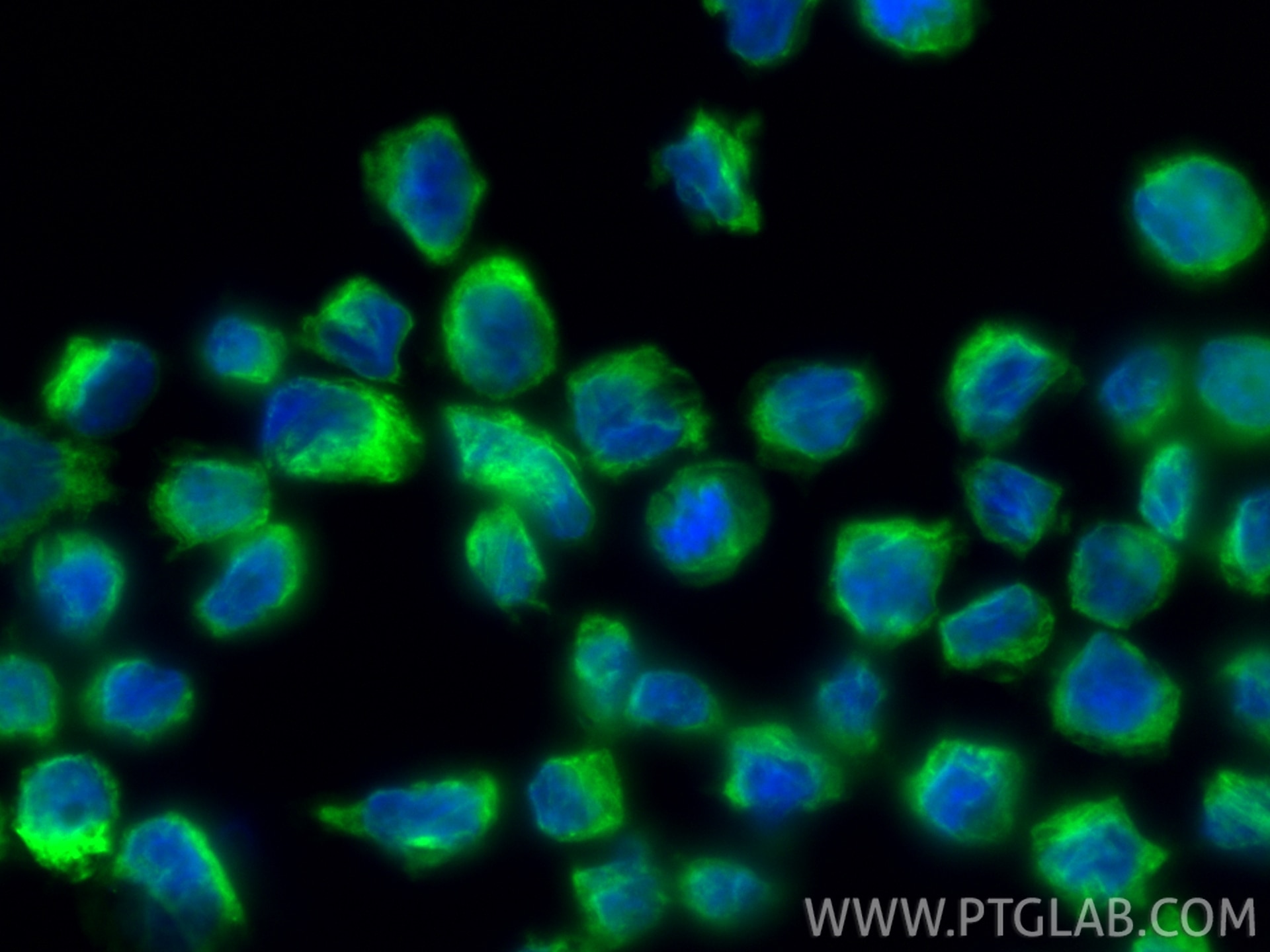 Immunofluorescence (IF) / fluorescent staining of THP-1 cells using CoraLite® Plus 488-conjugated LAIR1 Recombinant an (CL488-84677-4)