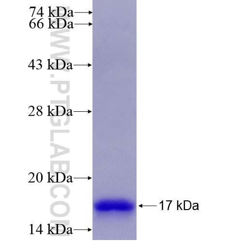 LAIR1 fusion protein Ag14459 SDS-PAGE