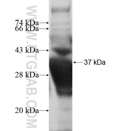 LAIR1 fusion protein Ag4021 SDS-PAGE
