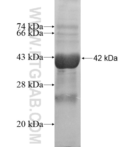 LAIR2 fusion protein Ag12930 SDS-PAGE