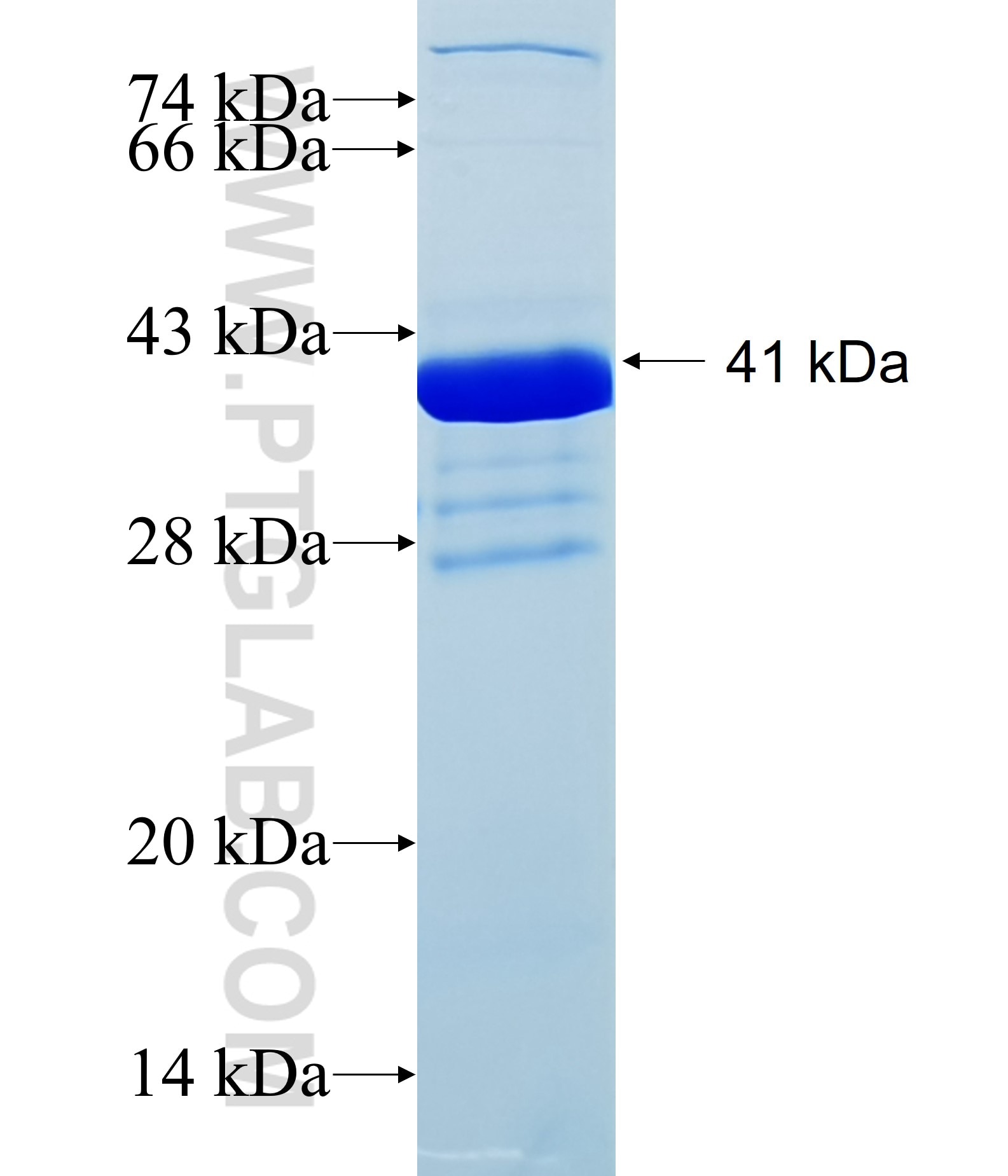 LAIR2 fusion protein Ag12930 SDS-PAGE