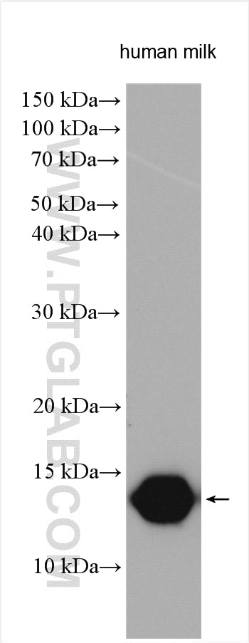 Western Blot (WB) analysis of various lysates using LALBA Polyclonal antibody (24871-1-AP)