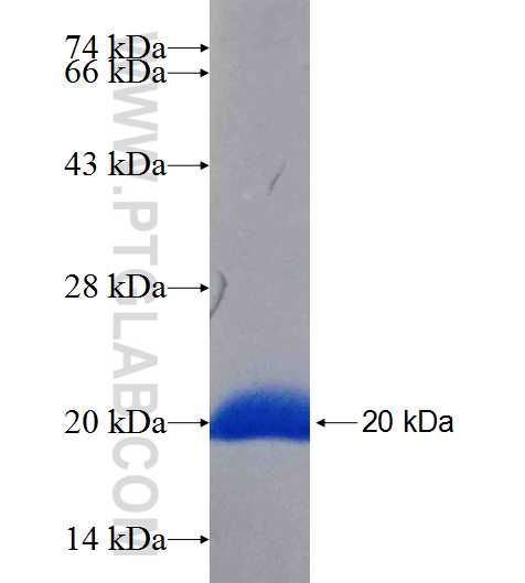 LALBA fusion protein Ag21615 SDS-PAGE