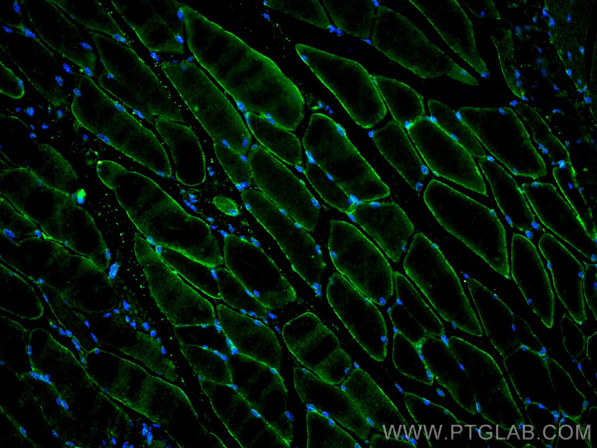 Immunofluorescence (IF) / fluorescent staining of mouse skeletal muscle tissue using LAMA2 Polyclonal antibody (31181-1-AP)