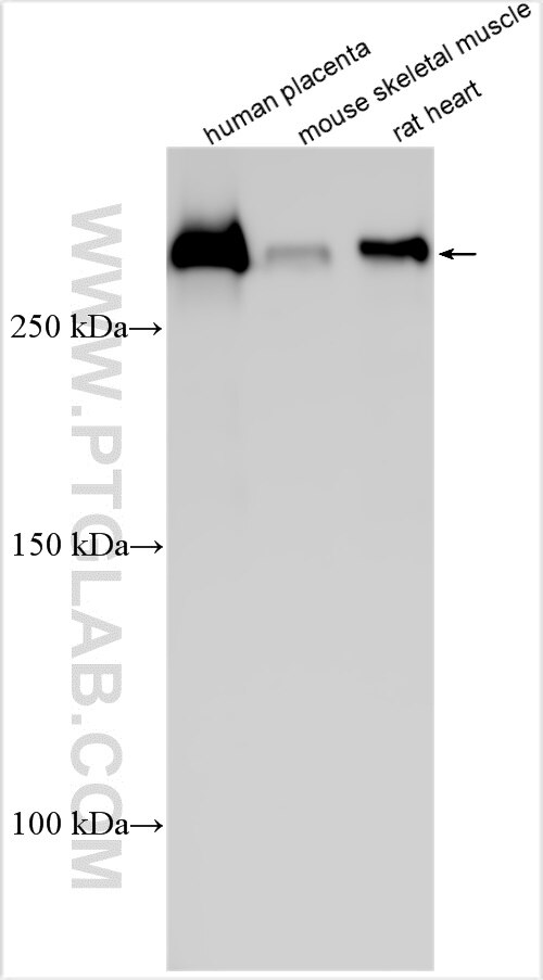 Western Blot (WB) analysis of various lysates using LAMA2 Polyclonal antibody (31181-1-AP)