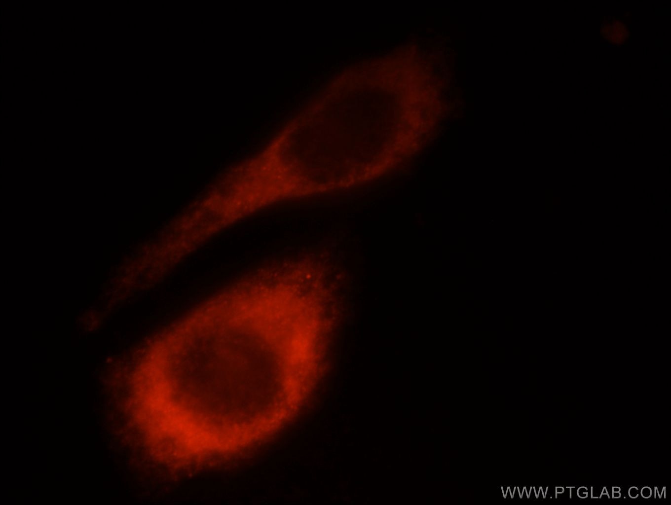 Immunofluorescence (IF) / fluorescent staining of HepG2 cells using Laminin beta 1 Polyclonal antibody (23498-1-AP)