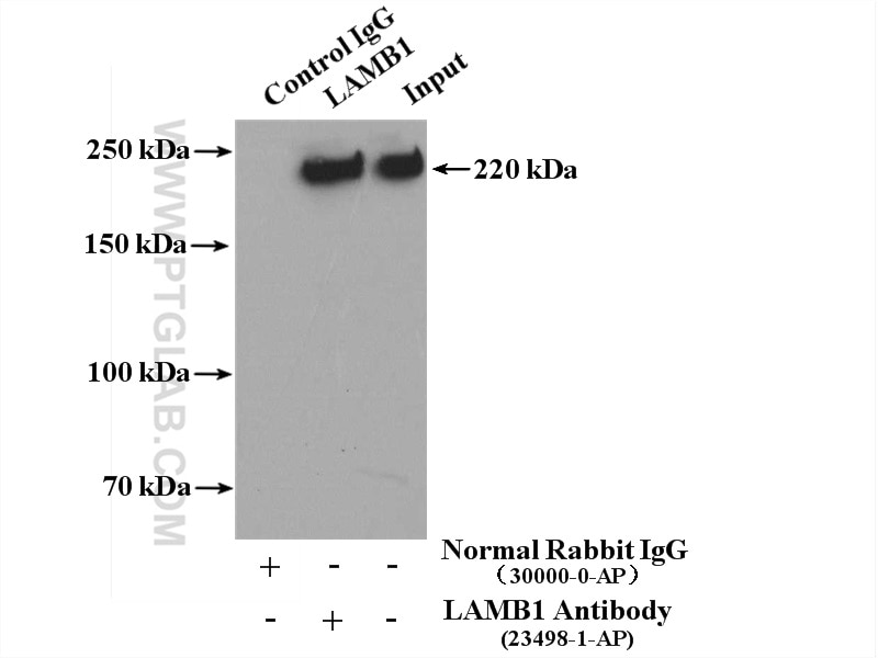 Immunoprecipitation (IP) experiment of NIH/3T3 cells using Laminin beta 1 Polyclonal antibody (23498-1-AP)