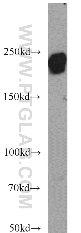 Western Blot (WB) analysis of NIH/3T3 cells using Laminin beta 1 Polyclonal antibody (23498-1-AP)