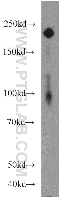 Western Blot (WB) analysis of Jurkat cells using Laminin beta 1 Polyclonal antibody (23498-1-AP)