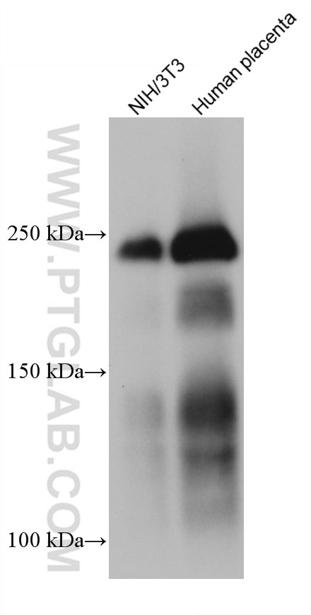 Western Blot (WB) analysis of various lysates using Laminin beta 1 Monoclonal antibody (67705-1-Ig)