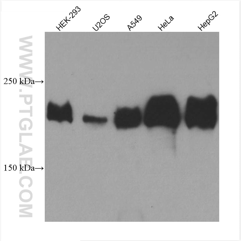 Western Blot (WB) analysis of various lysates using Laminin beta 1 Monoclonal antibody (67705-1-Ig)