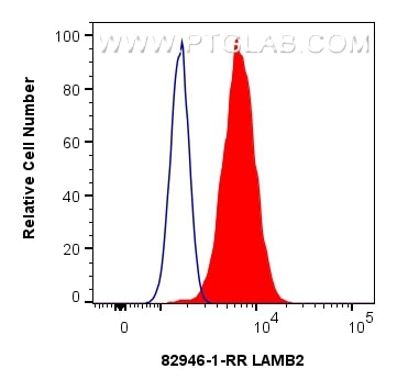 Flow cytometry (FC) experiment of HepG2 cells using LAMB2 Recombinant antibody (82946-1-RR)