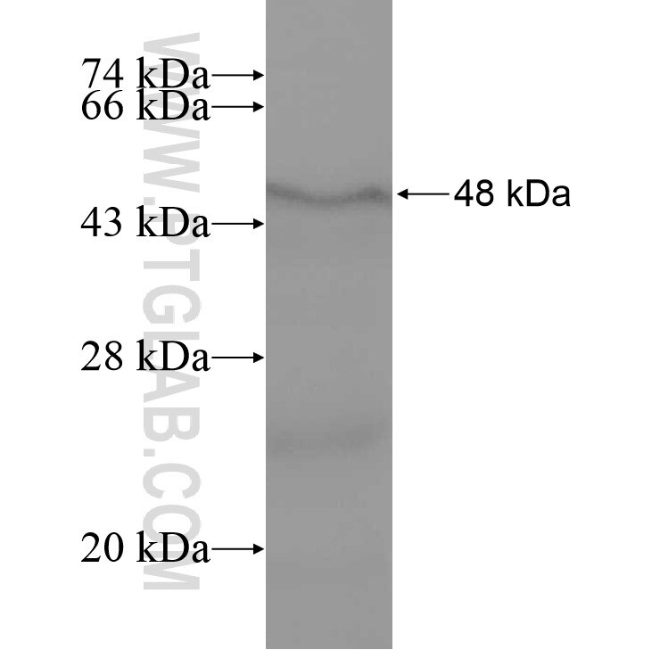 LAMB3 fusion protein Ag10317 SDS-PAGE