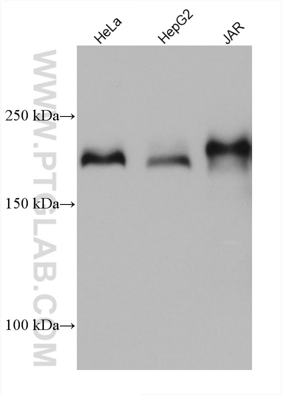 Western Blot (WB) analysis of various lysates using LAMC1 Monoclonal antibody (67706-1-Ig)