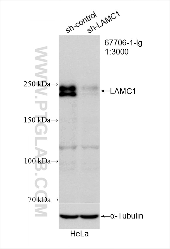 Western Blot (WB) analysis of HeLa cells using LAMC1 Monoclonal antibody (67706-1-Ig)