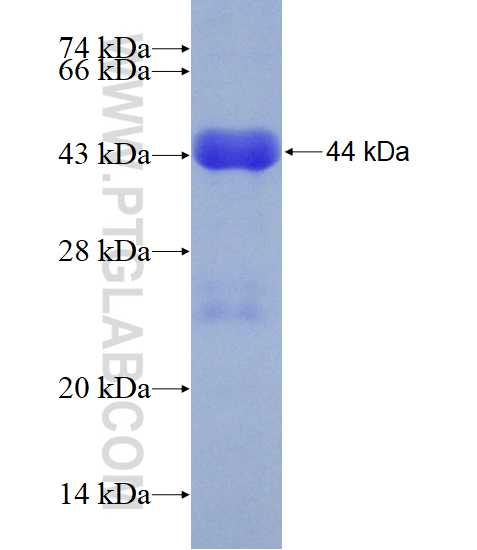 LAMC1 fusion protein Ag14674 SDS-PAGE