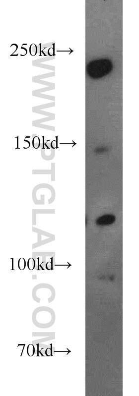 WB analysis of HEK-293 using 20030-1-AP
