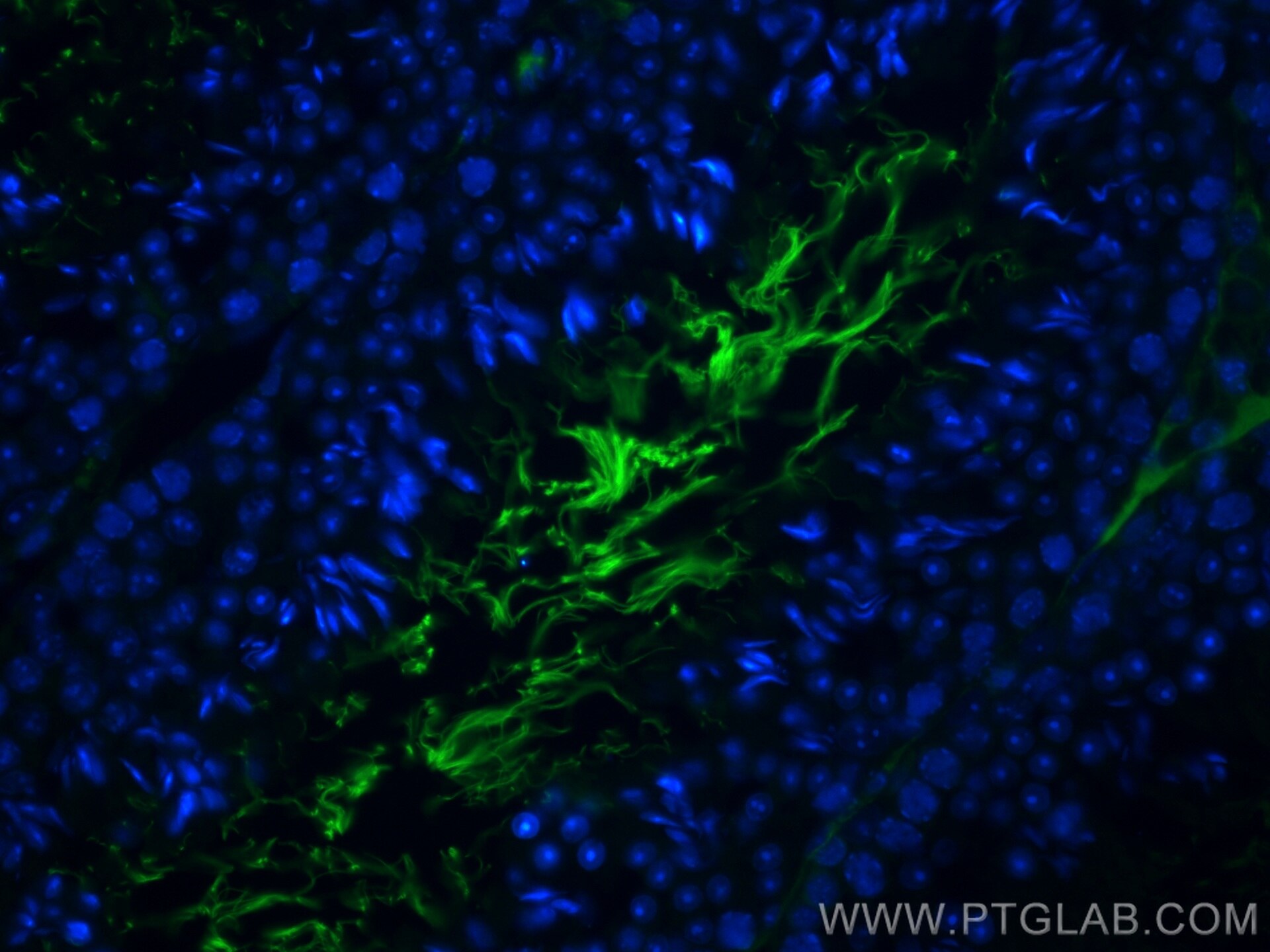 Immunofluorescence (IF) / fluorescent staining of mouse testis tissue using LAMC3-Specific Monoclonal antibody (67261-1-Ig)