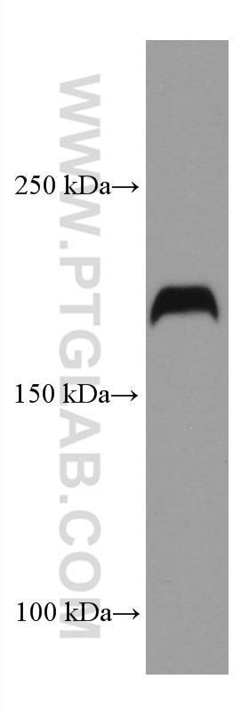 WB analysis of PC-3 using 67261-1-Ig