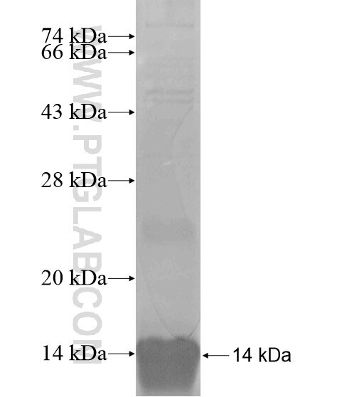 LAMC3-Specific fusion protein Ag19466 SDS-PAGE