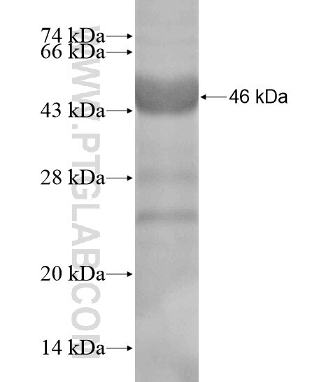 LAMC3-Specific fusion protein Ag19613 SDS-PAGE
