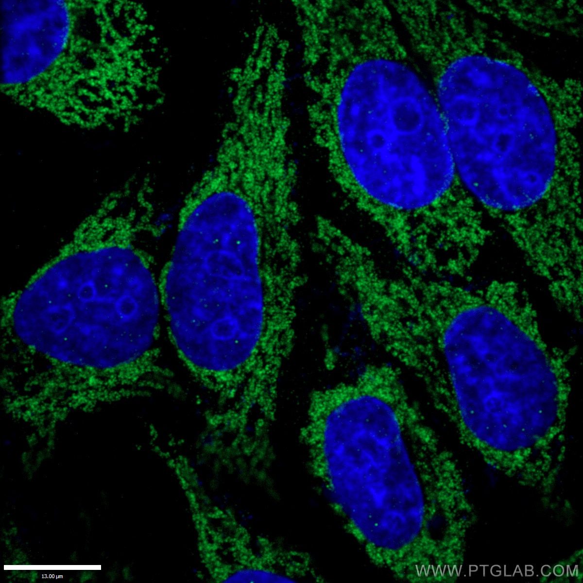 CD107b / LAMP2 Polyclonal antibody