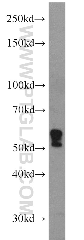 CD107b / LAMP2 Polyclonal antibody