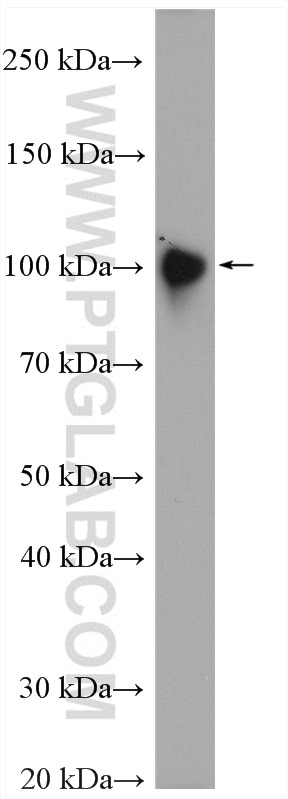 Western Blot (WB) analysis of pig liver tissue using CD107b / LAMP2 Polyclonal antibody (27823-1-AP)