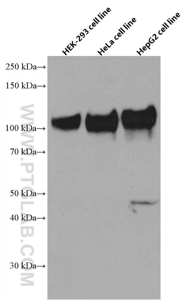 Western Blot (WB) analysis of various lysates using CD107b / LAMP2 Monoclonal antibody (66301-1-Ig)