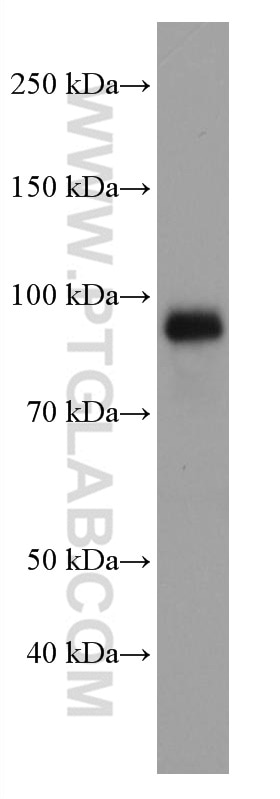 Western Blot (WB) analysis of pig liver tissue using CD107b / LAMP2 Monoclonal antibody (66301-1-Ig)