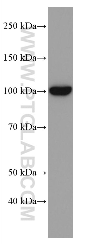 Western Blot (WB) analysis of mouse liver tissue using CD107b / LAMP2 Monoclonal antibody (66301-1-Ig)